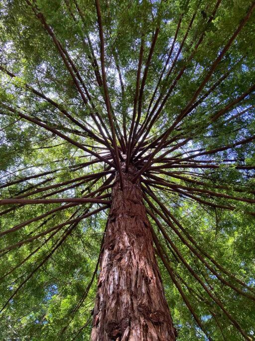 ~* The Spectacular Spyglass Treehouse *~ Occidental Zewnętrze zdjęcie